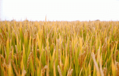 稻谷飘香迎有年|122cc太阳集成游戏生产基地奏响丰收乐章