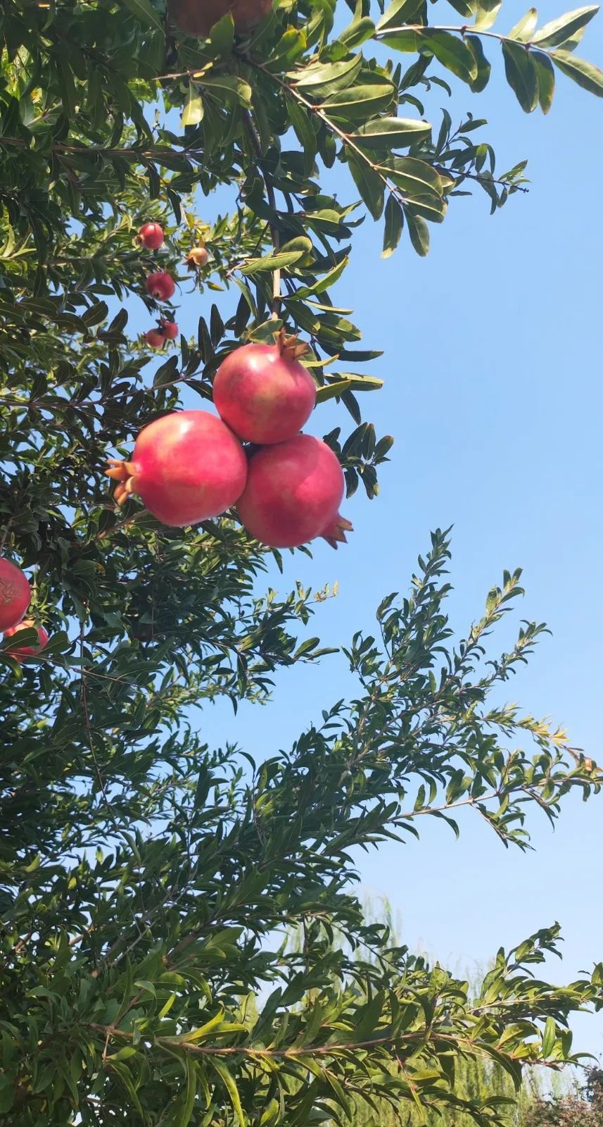 122cc太阳集成游戏(中国)有限公司官网